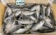 ปลาตาโต6-8AAA(ขาว)(10KG)